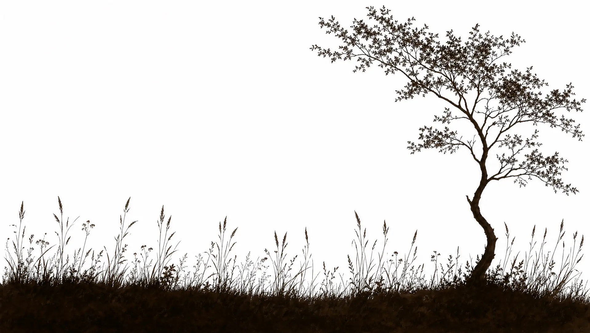 Done Bear landscape foreground